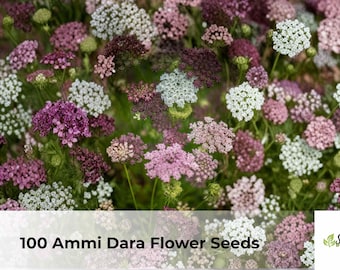 100 Ammi Dara Flower Seeds | Ammi spp., Mixed Color Queen Anne’s Lace, Easy Grow Annual Cut Flowers