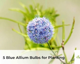 5 Blue Allium Bulbs for Planting | Allium Ornamental Flower Bulbs, Spring Blooming Garden Flowers, Easy Grow