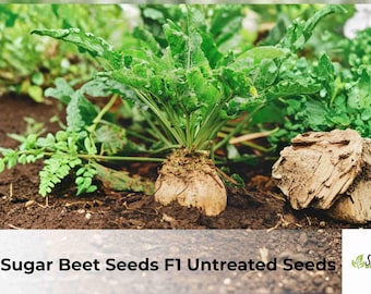 Sugar Beet Seeds F1 Untreated | Beta vulgaris Garden Crop (50 Seeds)