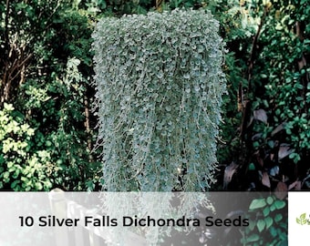 10 Silver Falls Dichondra Seeds | Dichondra argentea, Trailing Silver Foliage Plant, Easy Grow Ornamental Vine