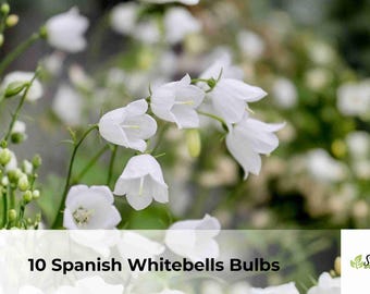 Spanish Whitebells Bulbs | White Bluebell Hyacinthoides hispanica (10 Bulbs)