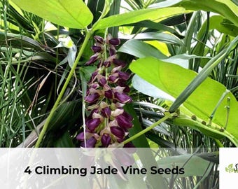 Climbing Jade Vine | Mucuna sempervirens Ornamental Flower Vine (4 Seeds)