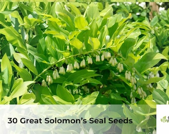 30 Great Solomon’s Seal Seeds | Polygonatum biflorum, Native Woodland Perennial, Shade Garden Plant