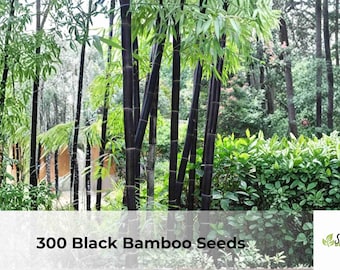 Black Bamboo Seeds | Phyllostachys nigra Ornamental Grass (300 Seeds)