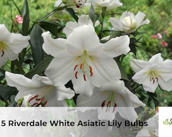 Riverdale White Asiatic Lily Bulbs | Ruffled Petal Summer Flowers (5 Bulbs)