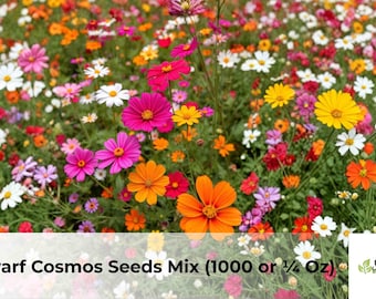 Dwarf Cosmos Seeds Mix | Compact, Colorful Annual Flowers (1000 or 1/4 Oz)