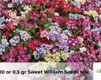 Sweet William Flower Seeds Mix | Fragrant Cottage Garden Blooms (500 Seeds)