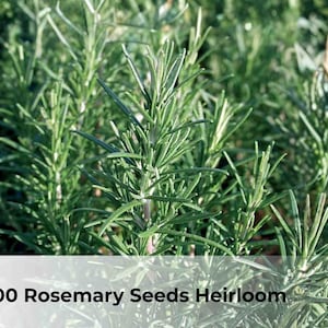 May include: Close-up of vibrant green rosemary plants. The image features a dense cluster of rosemary with needle-like leaves. Text at the bottom reads "200 Rosemary Seeds Heirloom". The Soul Botanical logo is in the bottom right corner.