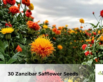 30 Zanzibar Safflower Seeds | Carthamus tinctorius, Mixed Colors