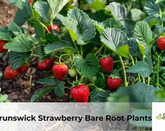 Brunswick Strawberry Bare Root Plants | Cold-Hardy, Sweet Berry Plants (5 Count)