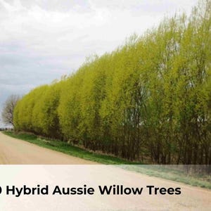 May include: A dirt road leads past a row of vibrant green trees under a cloudy sky. The image features the text "10 Hybrid Aussie Willow Trees" at the bottom, with a logo for Soul Botanical.