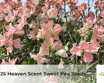 25 Heaven Scent Sweet Pea Seeds | Fragrant Climbing Flower