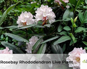 Rosebay Rhododendron Live Plant | Rhododendron maximum (6–12 Inch)