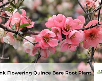 Pink Flowering Quince Bare Root Plant | Chaenomeles Live Shrub Sapling