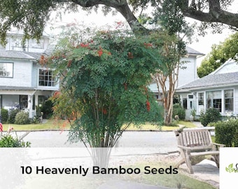 Heavenly Bamboo Seeds | Nandina domestica Ornamental Shrub (10 Seeds)