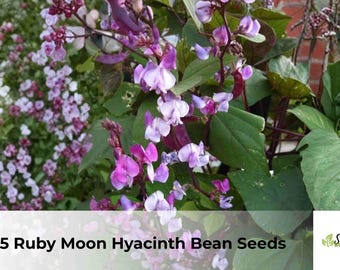 15 Ruby Moon Hyacinth Bean Seeds | Lablab purpureus, Purple Climbing Vine