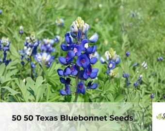 Texas Bluebonnet Seeds | Lupinus texensis State Flower (50 Seeds)