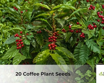 20 Coffee Plant Seeds | Coffea arabica, Evergreen Shrub Seeds for Planting, Tropical Ornamental Grower