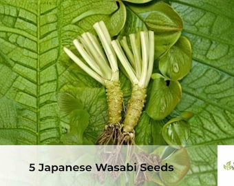 5 Japanese Wasabi Seeds | Wasabia japonica, Rare Shade Garden Plant Seeds, Cool Climate Grower