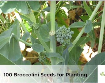 100 Broccolini Seeds for Planting | Brassica oleracea Aspabroc, Easy Grow Garden Vegetable Seeds, Cool Season Crop