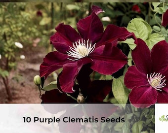 Purple Clematis Seeds | Clematis occidentalis Climbing Vine (10)