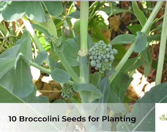 10 Broccolini Seeds for Planting | Brassica oleracea Aspabroc, Easy Grow Garden Vegetable Seeds, Cool Season Crop