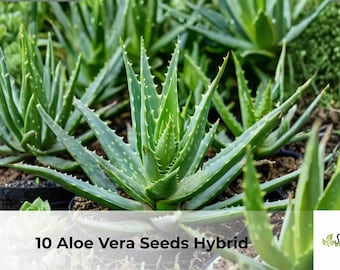 Hybrid Aloe Vera Seeds | Drought Tolerant Succulent Plant Growing (10 Seeds)