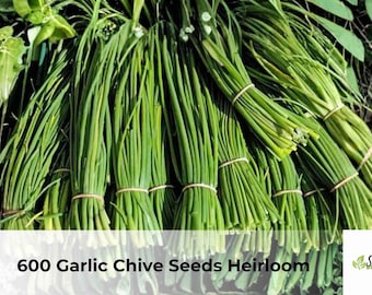 Garlic Chive Seeds | Heirloom, Non-GMO Herb Seeds (600 Count)