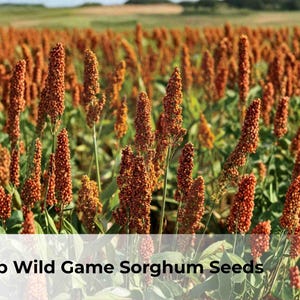 May include: A field of wild game sorghum plants with reddish-brown seed heads. The image includes the text "1/2 lb Wild Game Sorghum Seeds" at the bottom. The plants are in focus, with a blurred background of more plants and a green field.