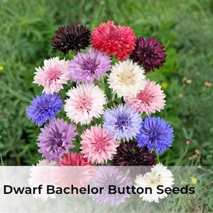 May include: A vibrant bouquet of Dwarf Bachelor Button flowers in shades of red, pink, purple, blue, and white. The image shows a close-up of the colorful blooms against a backdrop of green foliage. The text "850 Dwarf Bachelor Button Seeds" is at the bottom.