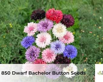 850 Dwarf Bachelor Button Seeds | Centaurea cyanus Polka Dot Mix, Colorful Wildflower
