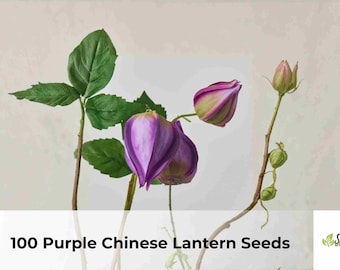 100 Purple Chinese Lantern Seeds | Physalis alkekengi, Ornamental Lantern Flower, Unique Garden Blooms