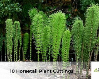 Horsetail Cuttings | Equisetum Live Pond Plant (10 Cuttings)