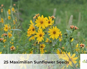 Maximilian Sunflower Seeds | Helianthus maximiliani Native Perennial (25 Seeds)