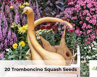 Tromboncino Squash Seeds | Cucurbita moschata, Long Curved Fruit (20 Seeds)