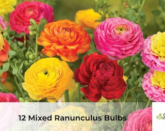 Mixed Ranunculus Bulbs | 12 Large Spring Flower Bulbs Garden Planting