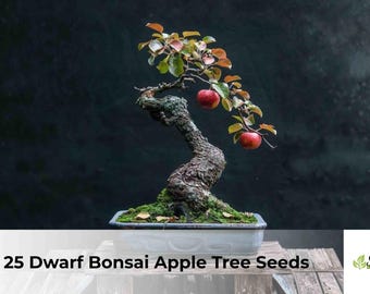 25 Dwarf Bonsai Apple Tree Seeds | Malus domestica, Easy Grow Indoor Bonsai Tree, Ornamental Mini Tree