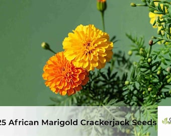 African Marigold Crackerjack Seeds | Tagetes erecta Flower Mix (125 Seeds)