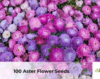 100 Aster Flower Seeds | Callistephus Chinensis, Easy Grow Annual