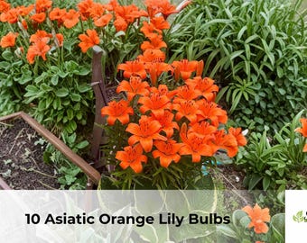 10 bulbos de lirio asiático naranja (Lilium asiatic), perenne, floración estival, fácil de cultivar, envío gratuito.