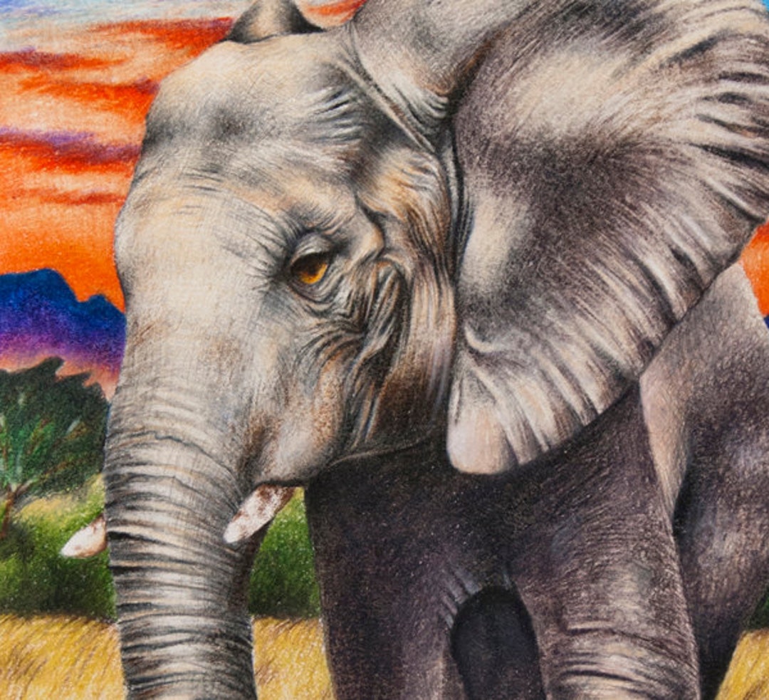 Original Mixed Media Colored Pencil Drawing African Elephant 11x14 Etsy