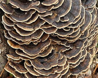 turkey tail mushroom/dried mushroom/ organic/foraged in Maine immunity booster