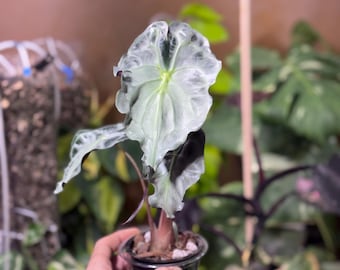 Cormo venenoso de Alocasia / Recién cosechado / Listo para propagación