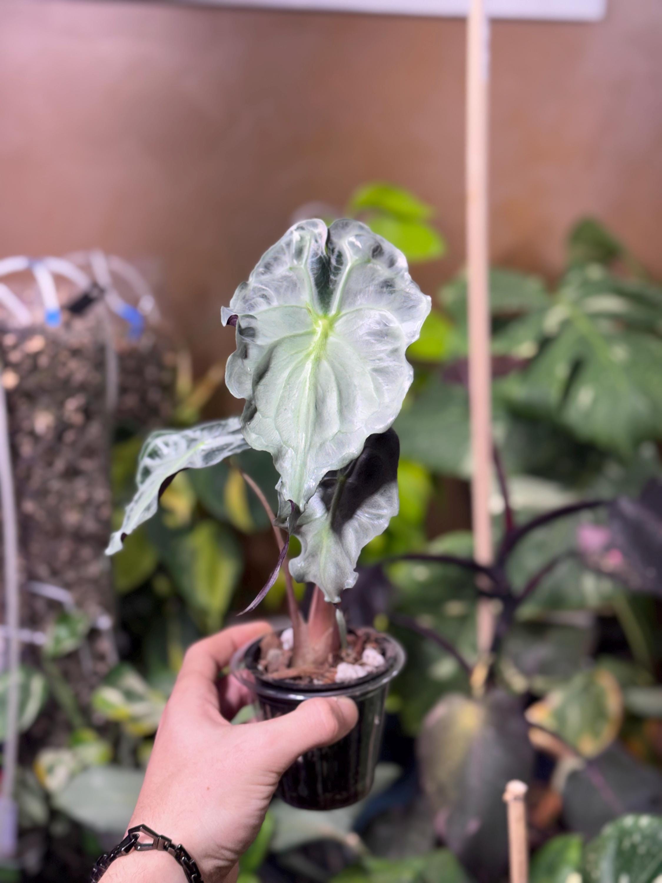 Alocasia venom - Etsy 日本