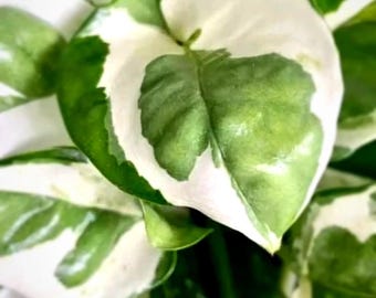 Esqueje/Planta viva de Epipremnum Aureum ‘N’Joy’ / Variedad de Pothos / De rápido crecimiento