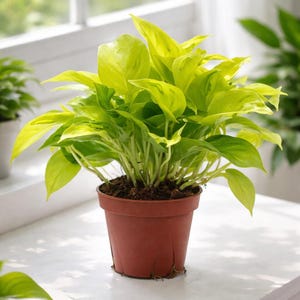 Epipremnum Aureum ‘Sao Paulo’ Cutting | Rooted Live Plant | Rare Pothos Variety | Fast Grower