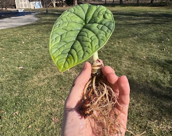 Alocasia Melo Corm – Rugosa Alocasia – Seltene Aroid Starter – Sammler Pflanze