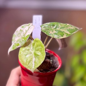Alocasia Wentii Pink Variegated - Etsy