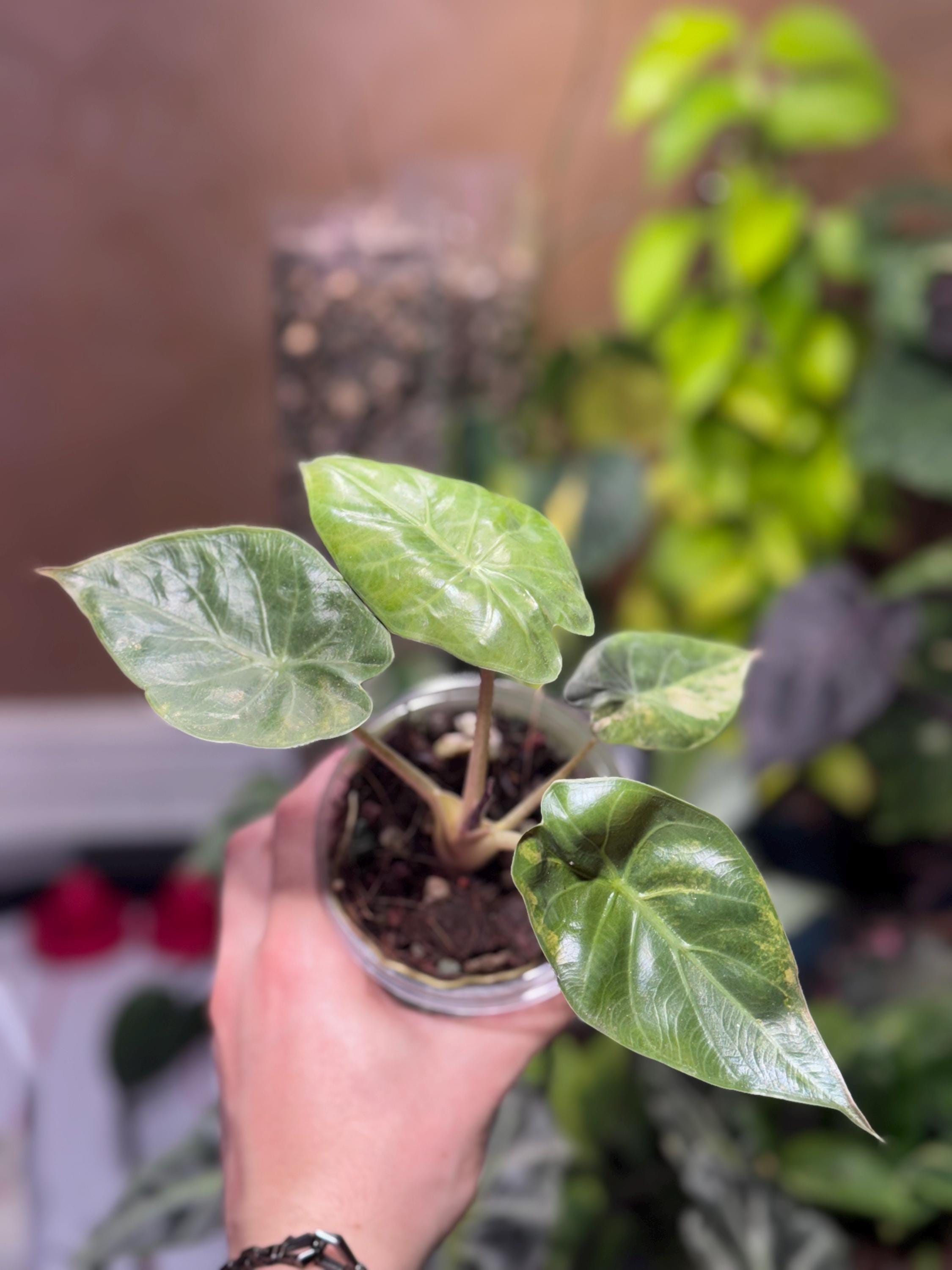 Variegated Alocasia Wentii - Etsy