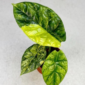 May include: A close-up of an Alocasia plant with large, variegated leaves. The leaves display a mix of vibrant green and yellow hues, with prominent veining. The plant is potted in a small brown pot, set against a neutral background.